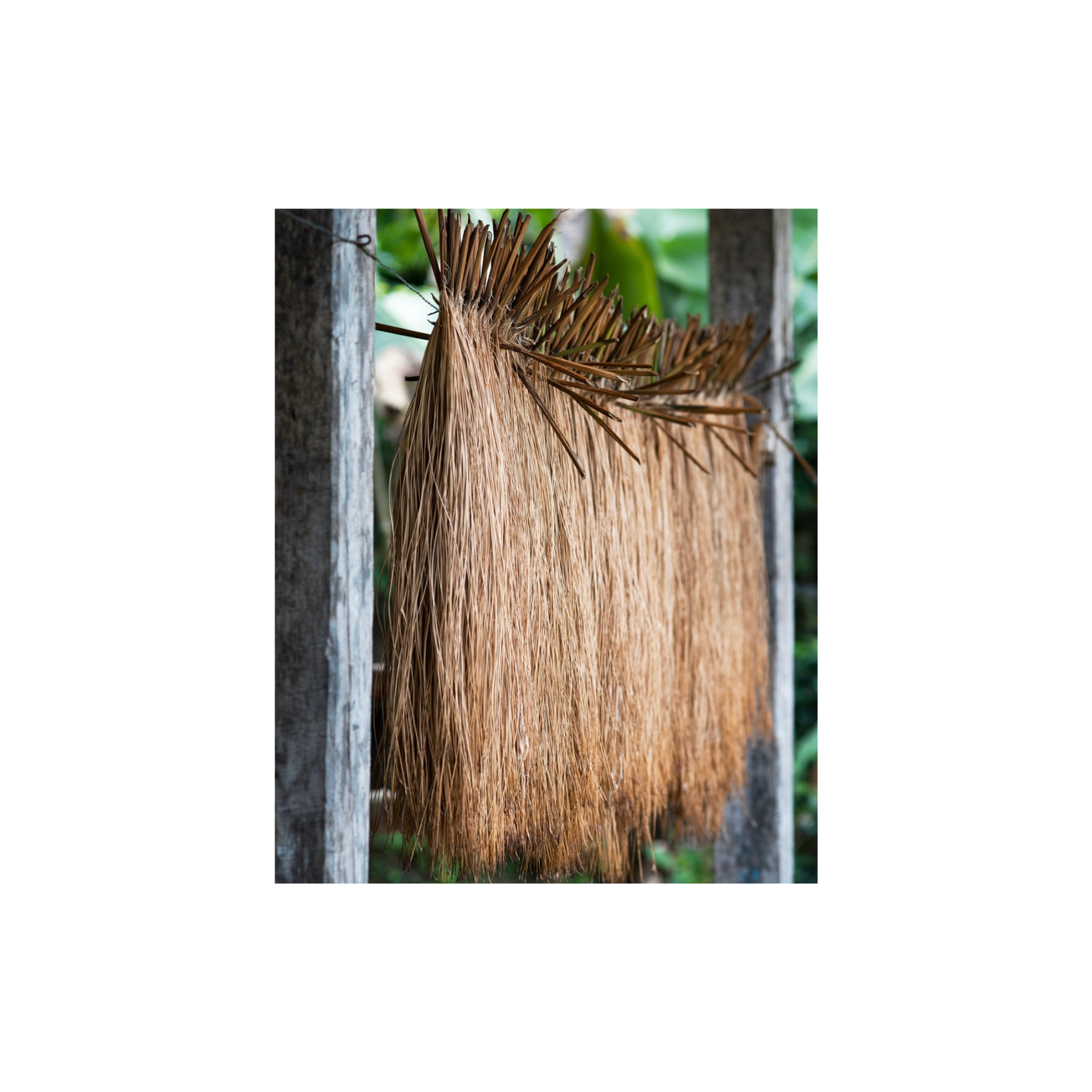 Palma Iraca: L’Intreccio di una Tradizione Senza Tempo