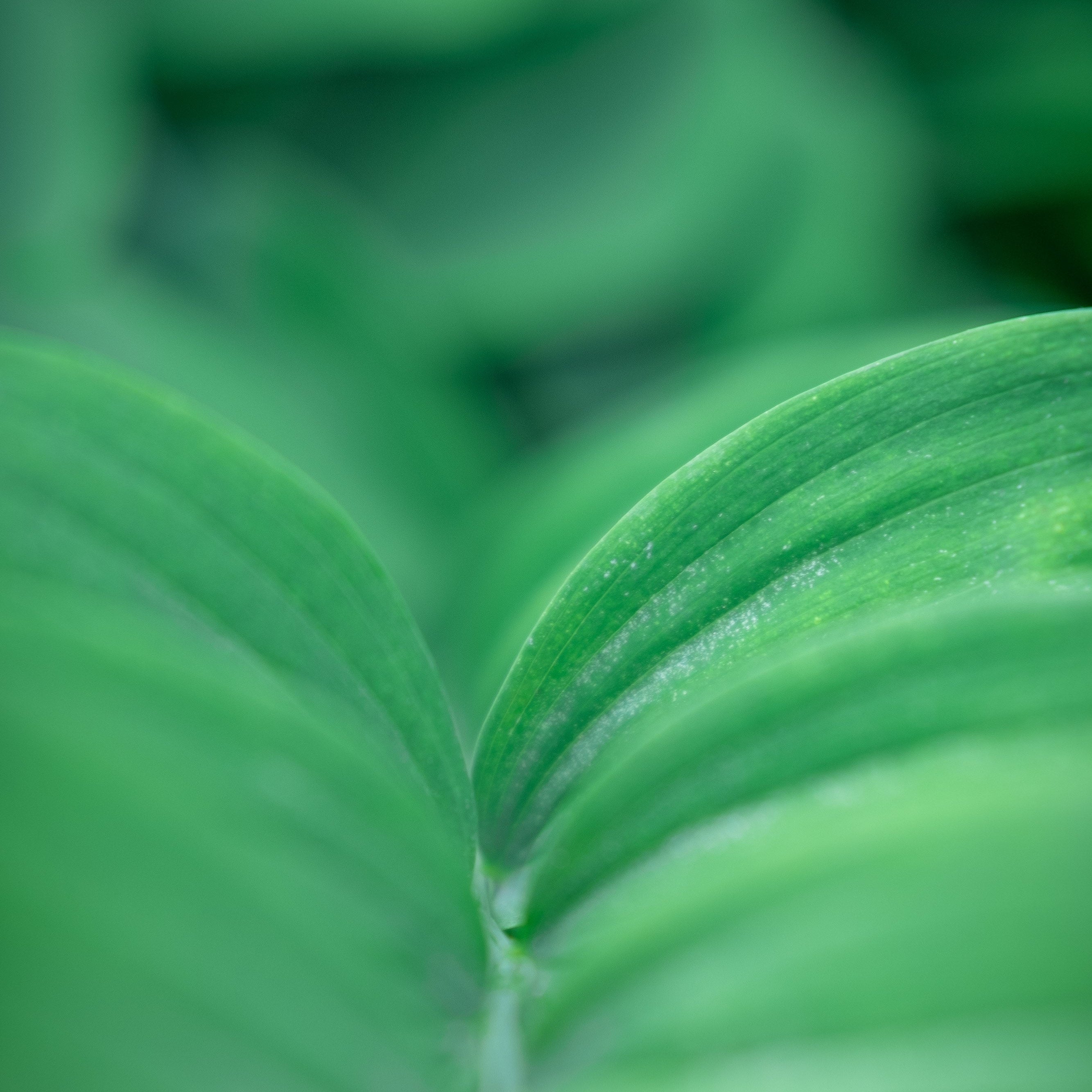 L'Arte dell'Iraca: Dalla Natura alla Tua Tavola, un Viaggio di Tradizione e Maestria