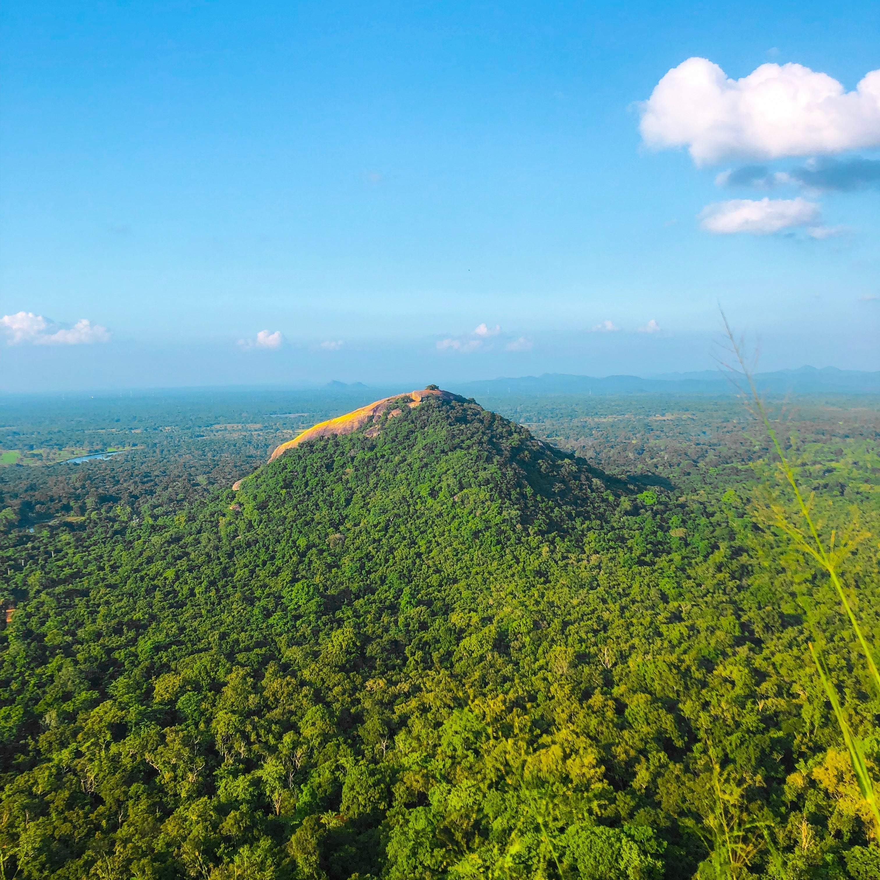 Carludovica Palmata, la palma che da vita a cappelli, borse e cestini